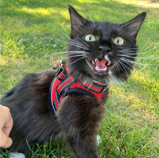 Small Red Pet Harness